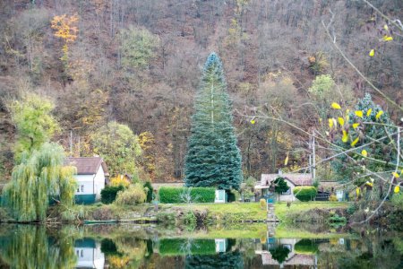 Téléchargez les photos : Bel arbre. Belle vue sur la rivière d'automne Berounka forêt et montagnes, Pont piéton sur la rivière en arrière-plan. Hlasna Treban. République tchèque. Photo de haute qualité - en image libre de droit