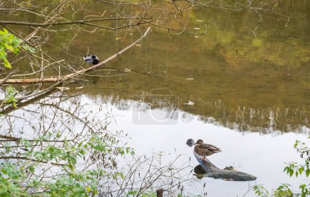 Téléchargez les photos : Belle vue, les canards sauvages nagent le long de la rivière Berunka en automne, la forêt et les montagnes, Hlasna Treban. République tchèque. Photo de haute qualité - en image libre de droit