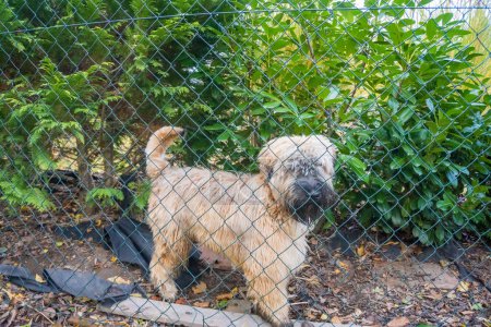 Photo for Dog breed Irish Soft Coated Wheaten Terrier Guarding his home in Autumn . High quality photo - Royalty Free Image