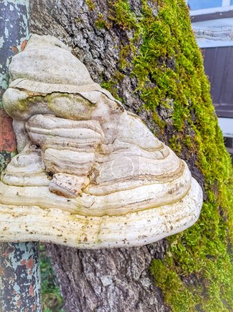 Photo for Oyster mushrooms, lamellar texture of mushrooms growing on the bark of a tree, view horizontal. High quality photo - Royalty Free Image