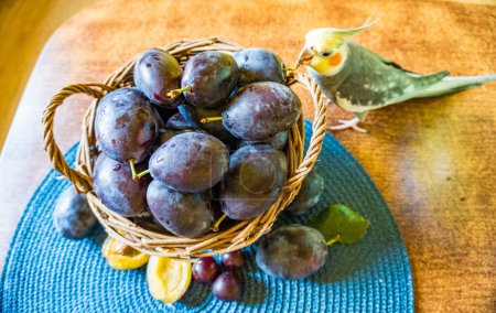 basket of fresh ripe plums on a wooden background with parrot corella. High quality photo