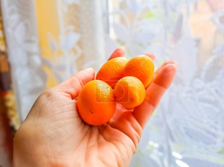 Kumquat fruits picked from the tree in the womans hand. The kumquat fruit is very small, resembling an orange, only elongated. It is also called kinkan. China is considered the birthplace of kinkan