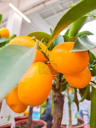 Small kumquat tree with fruit. The kumquat fruit is very small, resembling an orange, only elongated. It is also called kinkan. China is considered the birthplace of kinkan