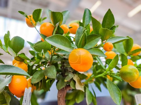 Small kumquat tree with fruit. The kumquat fruit is very small, resembling an orange, only elongated. It is also called kinkan. China is considered the birthplace of kinkan