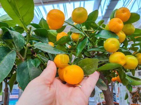 Kumquat fruits picked from the tree in the womans hand. The kumquat fruit is very small, resembling an orange, only elongated. It is also called kinkan. China is considered the birthplace of kinkan