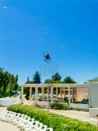 Photo for Spider in web, found at Rhodes island, greece. High quality photo - Royalty Free Image