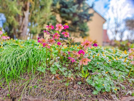 Red floral background. Gardening and horticulture. Beautiful saxifrages flowers in sunny stone garden. Ornamental plant. Pink small rockfoils. Beautiful blooming early magic salmon saxifrage flowers.
