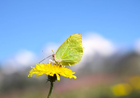 Portrait of a Common Brimstone Butterfly Gonepteryx rhamni Sitting on the Dandelion in the spring sun. High quality photo