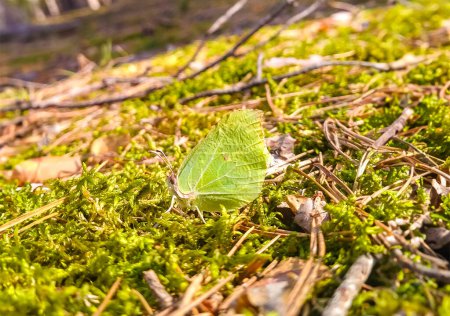 Portrait of a Common Brimstone Butterfly Gonepteryx rhamni Sitting on the moss in the spring sun. High quality photo