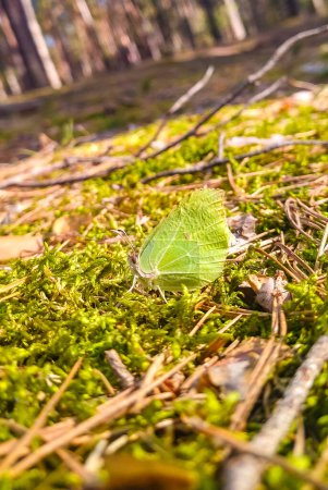 Portrait of a Common Brimstone Butterfly Gonepteryx rhamni Sitting on the moss in the spring sun. High quality photo