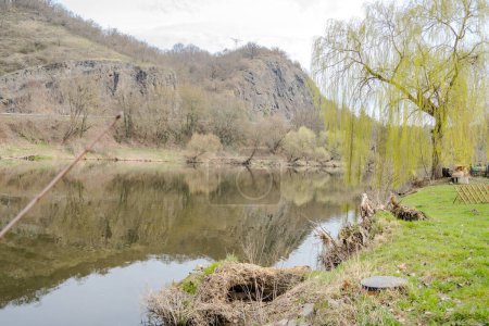 Willow leaves bloom in early spring near the Berunka River. Nature conservation concept. Czech Republic. High quality photo