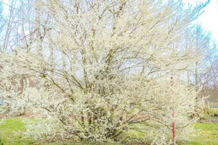 A beautiful blossom Japanese cherry covered in the spring covered with flowers on which bees sit. A tree with one bench by the river. High quality photo