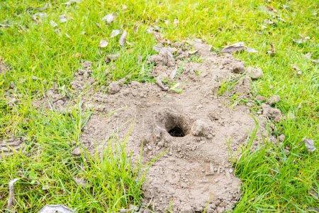 Foto de Un pequeño agujero en el suelo. Agujero de lunar en la estepa a principios de primavera. Un viejo hoyo cavado en un campo. Foto de alta calidad - Imagen libre de derechos