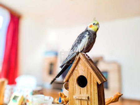 Cockatiel parrot sitting resting on wooden bird house. Czech. High quality photo