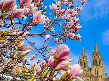 Magnolienblüte im Frühling. zartrosa Blüten, die im Sonnenlicht baden. warmes Aprilwetter. Magnolie vor dem Hintergrund der Kirche St. Ljudmila auf dem Friedensplatz in Prag. Tschechien