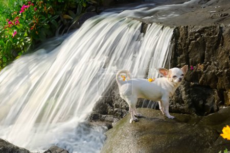dog at the waterfallin nature. Travel and hiking with an active pet. Concept of animal conservation. Puppy Day. High quality photo