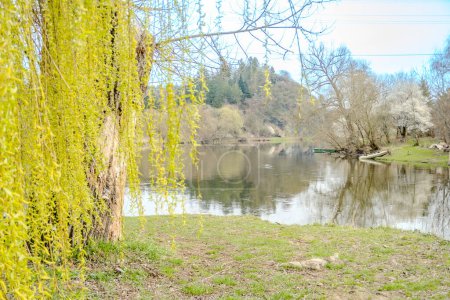 Willow leaves bloom in early spring near the Berunka River. Nature conservation concept. Czech Republic. High quality photo
