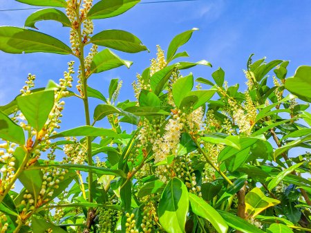 Florida fiddlewood, Spiny fiddlewood or Citharexylum spinosum bloom and has a soothing aroma on tree in the garden on blur sky background. High quality photo