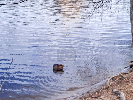 Photo for Beautiful Nutria, Coypu, swims in the Vltava River off the coast of Streletsky Island in spring Prague. High quality photo - Royalty Free Image
