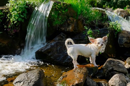 Hund am Wasserfall in der Natur. Reisen und Wandern mit einem aktiven Haustier. Konzept des Tierschutzes. Welpentag. Hochwertiges Foto