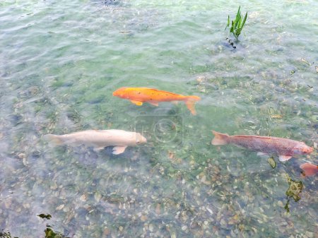 Großer Brunnen mit großen farbigen Fischen. Große Zierfische schwimmen in einem Teich. Foto aufgenommen im Wasserwart des Wallensteinpalastes in Prag. Hochwertiges Foto