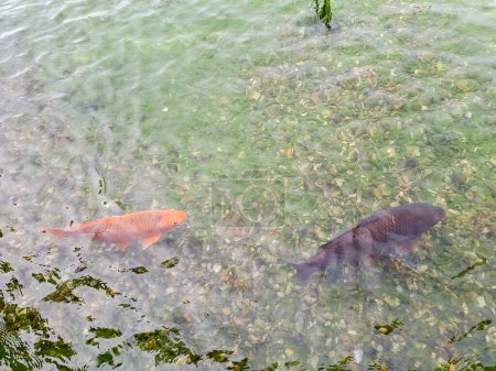 Fuente grande con peces de colores grandes. Grandes peces decorativos nadando en un estanque. Foto tomada en el palacio Wallenstein de Praga. Foto de alta calidad