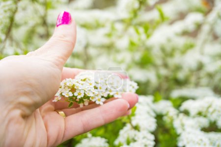 white inflorescences of spiraea arguta in the girls hand on sunny spring day. High quality photo