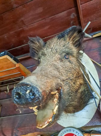 Heads of a stuffed wild boar in the hunter s house. High quality photo