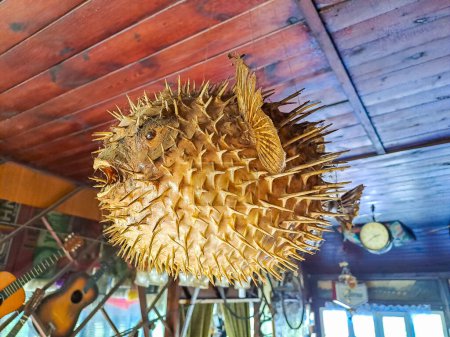 Picture of a dead and dry blowfish - Porcupinefish Suspended from the ceiling. High quality photo