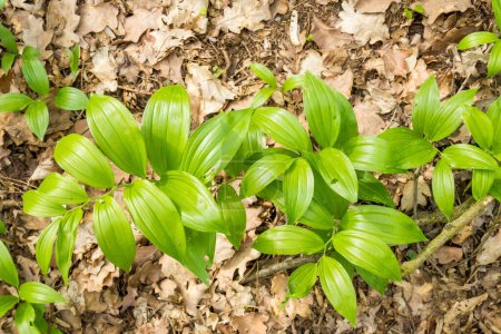 Botanical collection, green leaves of polygonatum multiflorum solomons seal medicinal plant. High quality photo