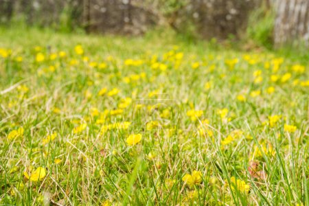 Großaufnahme von Ranunculus repens, der kriechenden Butterblume, ist eine blühende Pflanze aus der Familie der Ranunculaceae, im Garten. Hochwertiges Foto