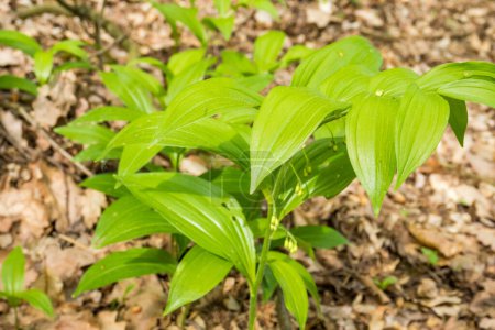 Botanical collection, green leaves of polygonatum multiflorum solomons seal medicinal plant. High quality photo