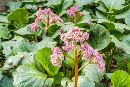 Bergenia thick-leaved, or Saxifraga thick-leaved , or Mongolian tea  lat. Bergenia crassifolia  is blossom in spring time. Garden Blooming Background. High quality photo