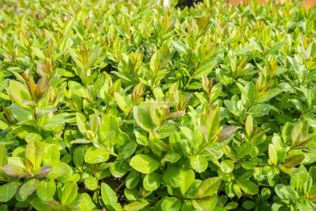 Téléchargez les photos : Buxus sinica var. Insularis, gaulthérie. Le buis coréen est un arbuste sempervirent souvent calomnié, mais sous-estimé, pour le paysage. Photo de haute qualité - en image libre de droit