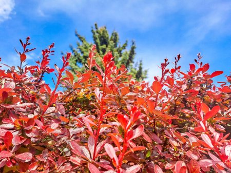 Berberis thunbergii, Japanese barberry or Thunbergs Barberry, is a species of Berberis, native to Japan and eastern Asia. High quality photo