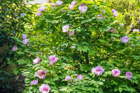 Beautiful spring flower pink peony tree with wet petals. Czech. High quality photo