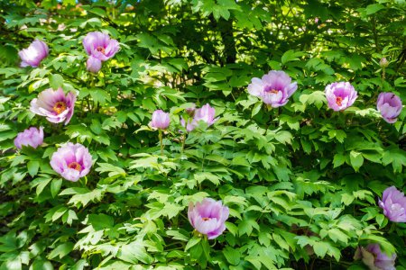 Beautiful spring flower pink peony tree with wet petals. Czech. High quality photo