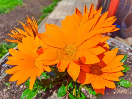 flor de Gazania naranja de cerca. Gazania rigens Treasure Flower, vista superior de margarita africana. Foto de alta calidad