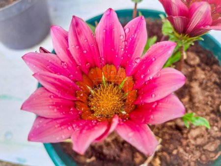 Pink Gazania flower with dewdrops close up. Gazania rigens Treasure Flower, African daisy top view. High quality photo