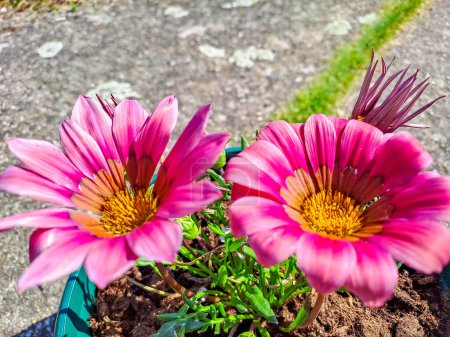 Pink Gazania flower close up. Gazania rigens Treasure Flower, African daisy top view. High quality photo