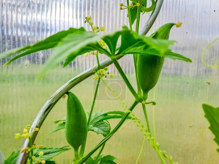 Cyclanthera pedata, photo of green achokchi leaves and spiral mounts so it can grow tall. Achocha, healthy vegetables . High quality photo