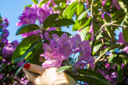 Nahaufnahme einer schönen Rhododendron Rhododendron ponticum Blume in Frauenhand mit Tautropfen auf Blütenblättern. Hochwertiges Foto