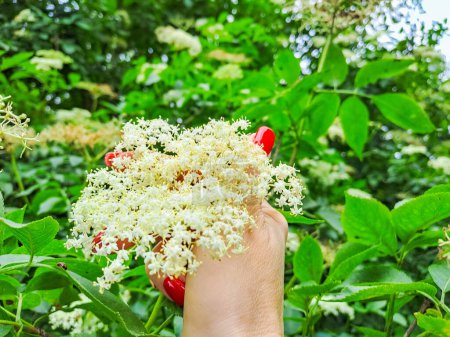 Woman harvesting elderberry flowers, collect flowers for alternative medicine. High quality photo