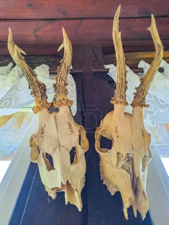 Artistic setting of two deer skulls with antlers displayed on a wooden wall. Czech. High quality photo