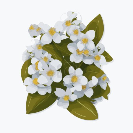 Illustration for A pack of hoya flowers in vector style - Royalty Free Image