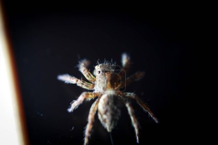Springen Spinne Nahaufnahme Detail mit Makroaufnahme