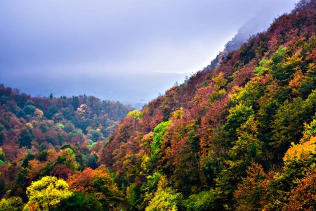 Photo for Autumn landscape in the forest of La Fageda de Grevolosa, Barcelona, Catalonia - Royalty Free Image