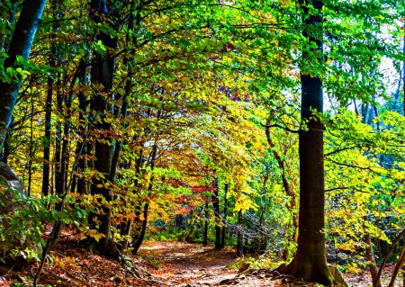 Photo for Colorful trees and leaves in autumn in the Montseny Natural Park in Barcelona, Spain - Royalty Free Image