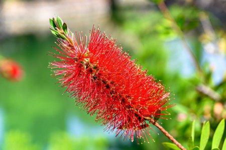 Photo for Macro of the flower of the tree Callistemon citrinus or red broom - Royalty Free Image