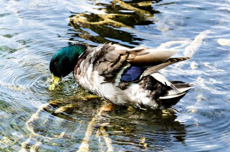 Photo for Duck in the water of the Banyolas pond, Girona - Royalty Free Image